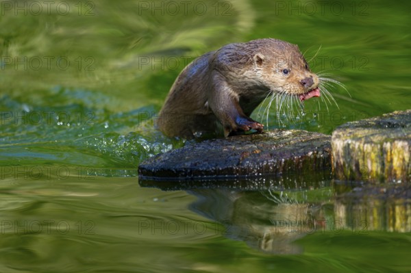 Eurasian otter (Lutra lutra) on a tree trunk in the water of a little lake, Bavaria, Germany