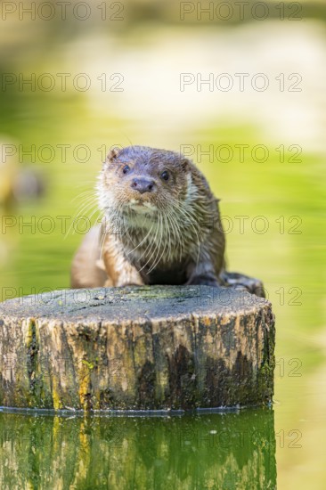 Eurasian otter (Lutra lutra) on a tree trunk in the water of a little lake, Bavaria, Germany