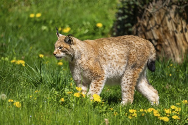 Eurasian lynx (Lynx lynx), walking on a meadow, Bavaria, Germany