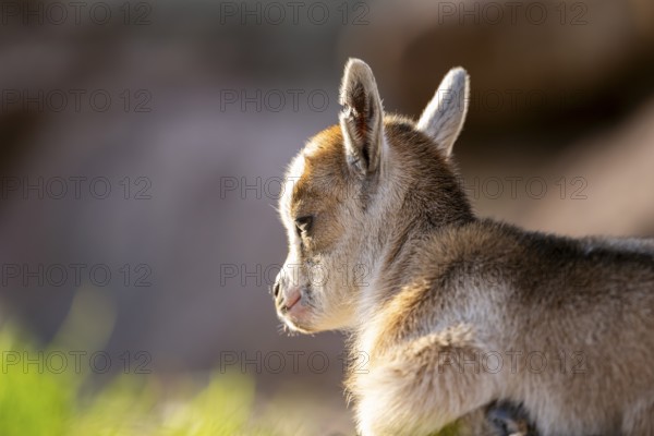 Domestic goat (Capra hircus) youngster lying on the ground, Bavaria, Germany