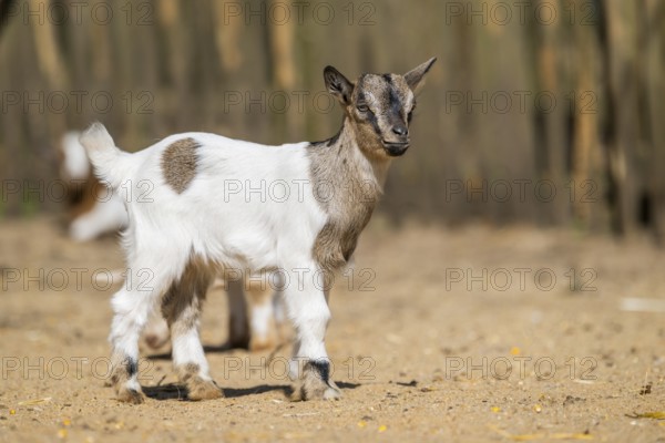 Domestic goat (Capra hircus) youngster standing on the ground, Bavaria, Germany