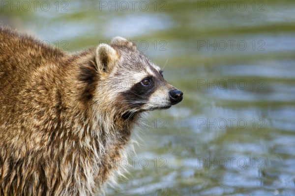 Common raccoon (Procyon lotor) on the watershore, Bavaria, Germany