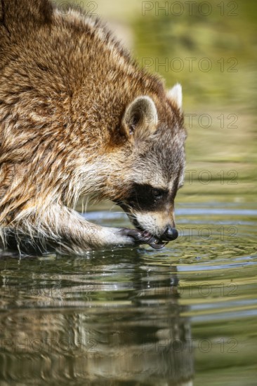 Common raccoon (Procyon lotor) in the water of a little lake, Bavaria, Germany