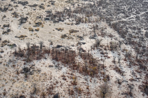 Structure and pattern, trees in the dry season, arid landscape, aerial view of the Okavango Delta, near Maun, Okavango Delta, Botswana
