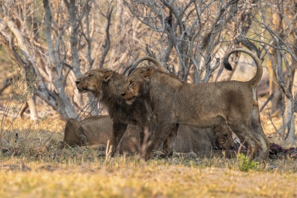 Lion pack with kill, lion (Panthera Leo) eats buffalo, savanna, Moremi Game Reserve, Botswana