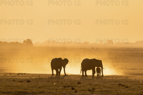 African elephant (Loxodonta africana), silhouette, sunset, atmospheric light, Ihaha, Chobe National Park National Park, Botswan