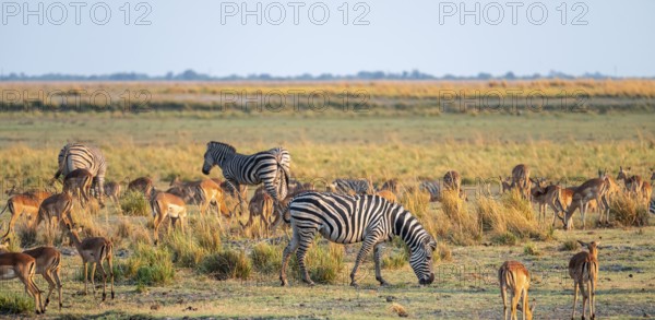Impalas and steppe zebras (Equus quagga), atmospheric lighting, Ihaha, Chobe National Park National Park, Botswan