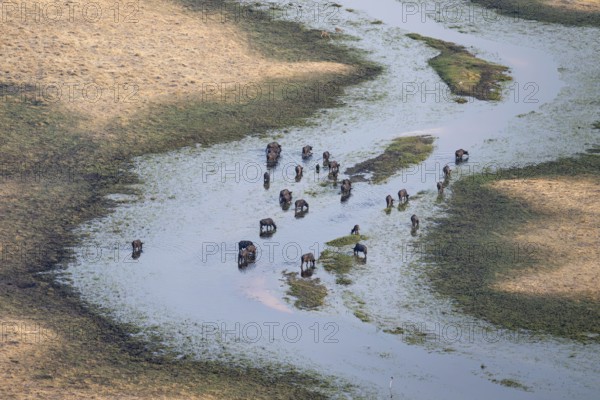 Kaffir buffalo (Syncerus caffer caffer), flock drinking in the river, aerial view, Okavango Delta, Botswana