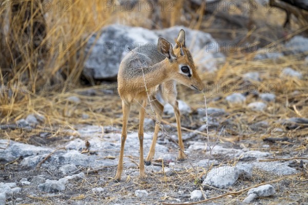 Kirk's Dik-dik (Madoqua kirkii), adult animal in the undergrowth, Etosha National Park, Namibia