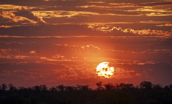 Impressive sunset over the African savanna, silhouette of the horizon with trees in front of the sun, at Halali waterhole, Etosha National Park, Namibia