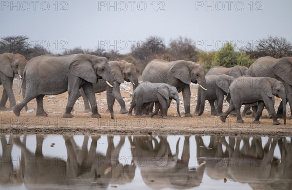 Herd of animals, animal family, African elephant (Loxodonta africana), drinking at a waterhole, beautiful reflection, Etosha National Park, Namibia