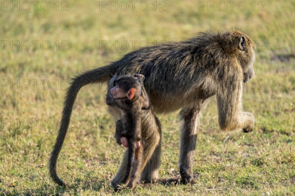 Young animal playing with mother, bear baboons (Papio ursinus), Ihaha, Chobe National Park National Park, Botswan