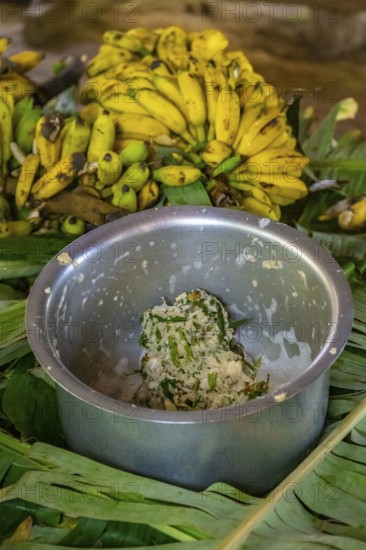 Local man, production of banana juice and banana schnapps, banana plantation, near Fort Portal, Uganda