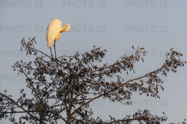 Great Egret (Ardea alba), Emsland, Lower Saxony, Germany