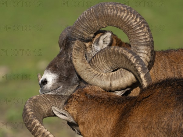 Two grouches have wedged their horns, North Rhine-Westphalia, Germany