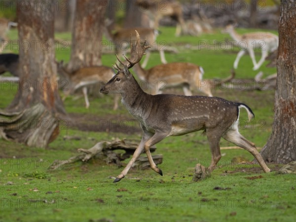 Young fallow deer running, North Rhine-Westphalia, Germany