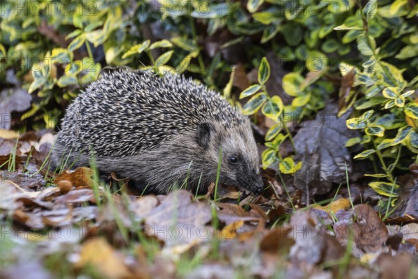 European hedgehog (Erinaceus europaeus), Emsland, Lower Saxony, Germany