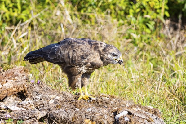 Common Buzzard (Buteo buteo) Germany