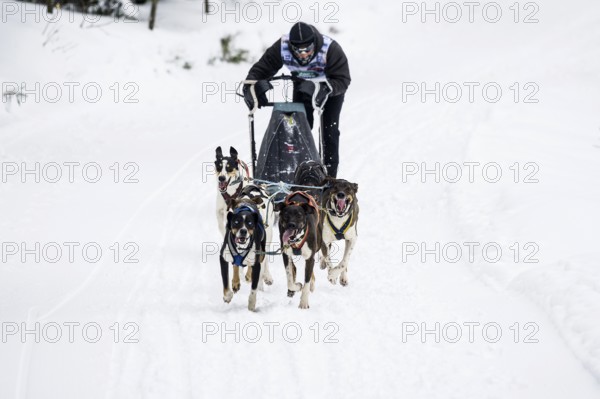 Sled dog racing, Todtmoos, Black Forest, Baden-Württemberg, Germany