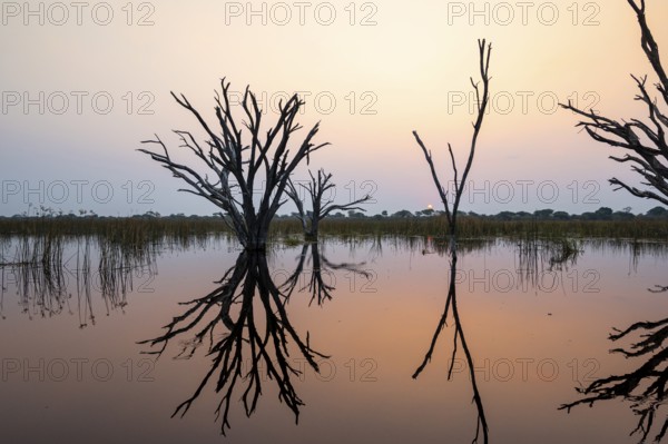 Dead trees are reflected in the river at sunset, Thamalakane River, Okavango Delta, Botswana