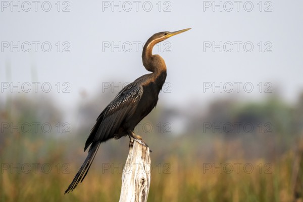 Africa snake-necked bird (Anhinga rufa) sitting on a dead tree in the river, Thamalakane River, Okavango Delta, Botswana