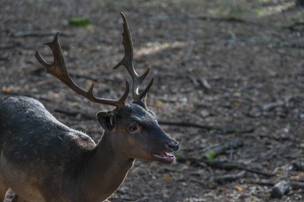 Fallow deer (Dama dama) in an outdoor enclosure in the forest, Mecklenburg-Western Pomerania, Germany