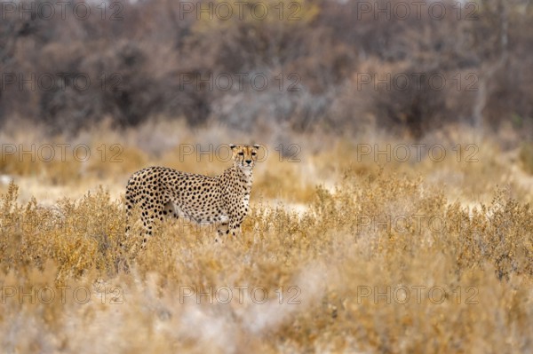 Cheetah (Acinonyx jubatus) runs in dry savanna, Etosha National Park, Namibia