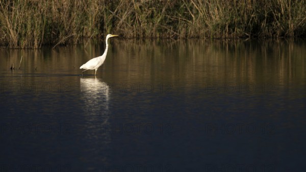 Great egret (Egretta alba) standing in shallow water, Naturquartier Grosswilfersdorf, Grosswilfersdorf, Styria, Austria