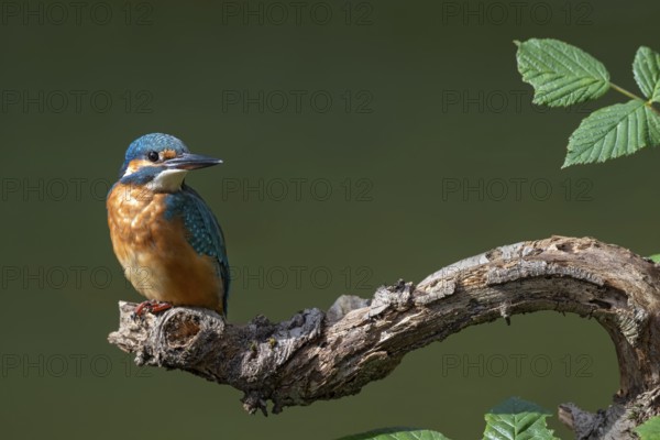 Kingfisher (Alcedo atthis) sitting on a branch, Littlewood Ranch, Limbach, Burgenland, Austria
