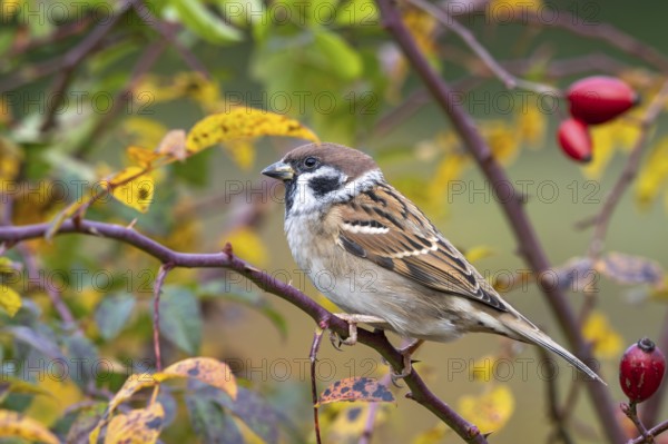 Tree sparrow (Passer montanus) sitting in a wild rose bush, Littlewood Ranch, Limbach, Burgenland, Austria