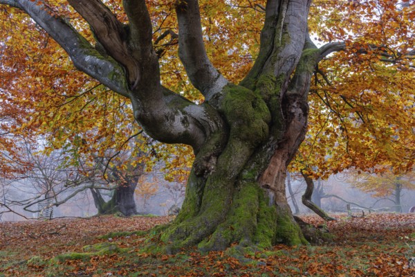 Beech in Hutewald Halloh, Hesse, Germany