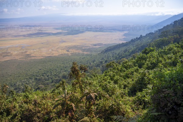View of Ngorongoro Crater, Crater Viewpoint, Forest and Savanna Landscape, Ngorongoro Conservation Area, Tanzania