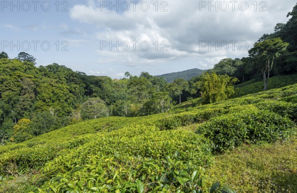 Tea plantation on hills between tropical rainforest, Amani Nature Forest Reserve, Eastern Usambara Mountains, Tanga, Tanzania