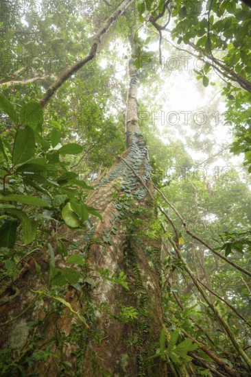 Misty tropical forest with ficus and endemic species on the way to Mount Sorrow in Daintree National Park, Queensland, Australia