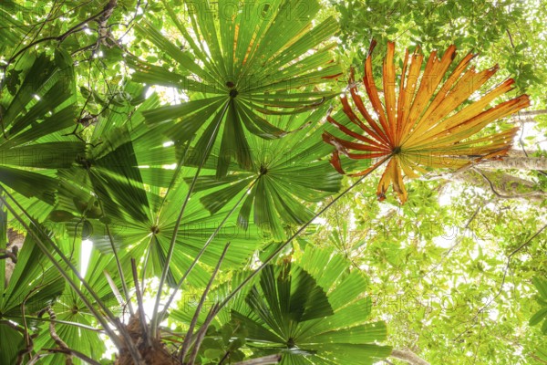 Australian fan palms in sunny rainforest on the way to Mount Sorrow in Daintree National Park Queensland, Australia