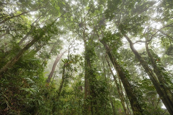 Misty tropical forest with ficus and endemic species on the way to Mount Sorrow in Daintree National Park, Queensland, Australia