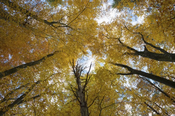 Autumn forest, view of the treetops from below, Schauinsland, Freiburg im Breisgau, Black Forest, Baden-Württemberg, Germany