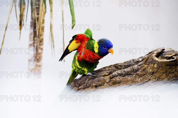 Parrot, colorful, all-color lory, Trichoglossus haematodus