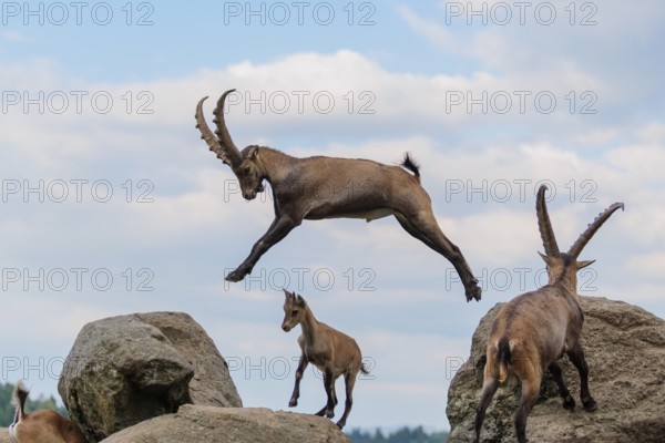 A male ibex (Capra ibex) jumps from rock to rock. A blue sky with clouds can be seen in the background. Carinthia, Austria