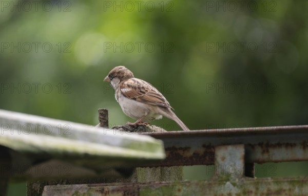 A house sparrow (Passer domesticus), Gazipur, Bangladesh