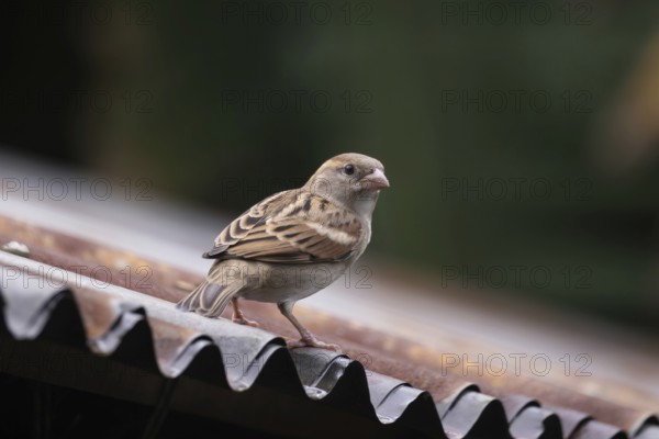 A house sparrow (Passer domesticus) sitting on a tin roof, Gazipur, Bangladesh