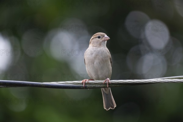 House sparrow (Passer domesticus) sitting on a wire, Gazipur, Bangladesh