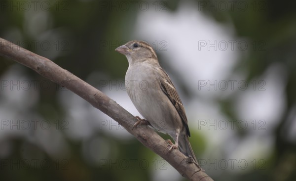 House sparrow (Passer domesticus) sitting on a tree branch, Gazipur, Bangladesh
