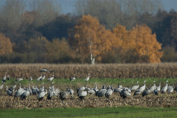 Cranes (grus grus) while resting on the southward train looking for food in a harvested corn field, North Rhine-Westphalia, Germany