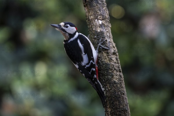 Great Spotted Woodpecker (Dendrocopos major), Emsland, Lower Saxony, Germany