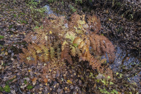 Royal Fern (Osmunda regalis), Emsland, Lower Saxony, Germany