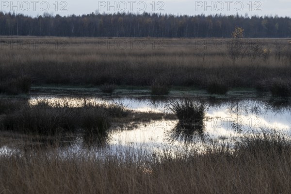 Moorland landscape at sunset, Emsland, Lower Saxony, Germany