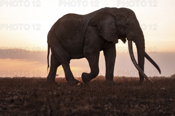 Backlight, African elephant (Loxodonta africana), the famous Super Tusker elephant Craig, old bull elephants with long tusks, at sunset, Amboseli, Kenya
