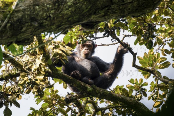 Chimpanzee (Pan Troglodytes), adult male feeding in the treetop in the jungle, Murchison Falls National Park, Uganda