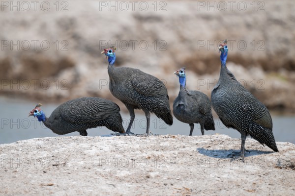 Helmet guinea fowl (Numida meleagris), swarm at the waterhole, Nxai Pan National Park, Botswana